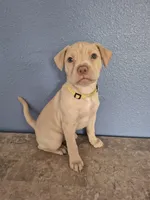 Yellow Collar Girl , a female Golden Retriever and Labrador Retriever for sale in Polk City, FL – Photo 1 of 7