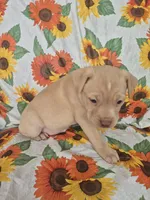 Yellow Collar Girl , a female Chow Chow and Labrador Retriever for sale in Polk City, FL – Photo 6 of 7