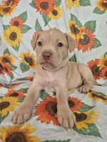 Yellow Collar Girl , a female Chow Chow and Labrador Retriever for sale in Polk City, FL – Photo 3 of 7