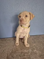 Yellow Collar Girl , a female Golden Retriever and Labrador Retriever for sale in Polk City, FL – Photo 4 of 7