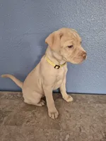 Yellow Collar Girl , a female Golden Retriever and Labrador Retriever for sale in Polk City, FL – Photo 7 of 7