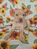 Yellow Collar Girl , a female Chow Chow and Labrador Retriever for sale in Polk City, FL – Photo 2 of 7