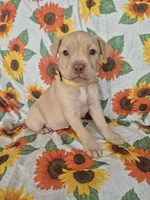 Yellow Collar Girl , a female Chow Chow and Labrador Retriever for sale in Polk City, FL – Photo 1 of 7
