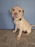 Yellow Collar Girl , a female Golden Retriever and Labrador Retriever for sale in Polk City, FL – Photo 5 of 7