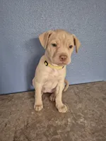 Yellow Collar Girl , a female Golden Retriever and Labrador Retriever for sale in Polk City, FL – Photo 6 of 7