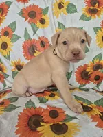 Yellow Collar Girl , a female Chow Chow and Labrador Retriever for sale in Polk City, FL – Photo 5 of 7