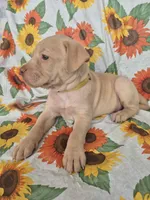 Yellow Collar Girl , a female Chow Chow and Labrador Retriever for sale in Polk City, FL – Photo 4 of 7