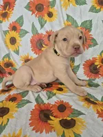 Yellow Collar Girl , a female Chow Chow and Labrador Retriever for sale in Polk City, FL – Photo 7 of 7