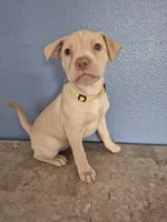 Yellow Collar Girl , a female Golden Retriever and Labrador Retriever for sale in Polk City, FL – Photo 3 of 7