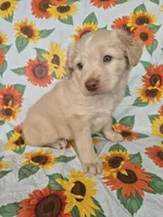 Pink Collar Girl , a female Staffordshire Bull Terrier and Labrador Retriever for sale in Polk City, FL – Photo 6 of 7