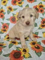 Pink Collar Girl , a female Staffordshire Bull Terrier and Labrador Retriever for sale in Polk City, FL – Photo 3 of 7