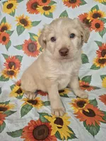 Pink Collar Girl , a female Staffordshire Bull Terrier and Labrador Retriever for sale in Polk City, FL – Photo 1 of 7
