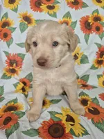 Pink Collar Girl , a female Staffordshire Bull Terrier and Labrador Retriever for sale in Polk City, FL – Photo 2 of 7