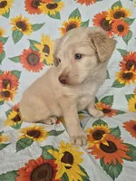 Pink Collar Girl , a female Staffordshire Bull Terrier and Labrador Retriever for sale in Polk City, FL – Photo 4 of 7