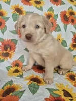 Pink Collar Girl , a female Staffordshire Bull Terrier and Labrador Retriever for sale in Polk City, FL – Photo 5 of 7