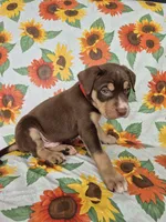 Red Collar Boy, a male Chow Chow and Labrador Retriever for sale in Polk City, FL – Photo 7 of 7