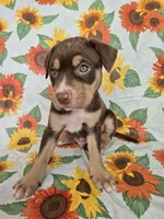 Red Collar Boy, a male Chow Chow and Labrador Retriever for sale in Polk City, FL – Photo 3 of 7