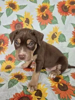 Red Collar Boy, a male Chow Chow and Labrador Retriever for sale in Polk City, FL – Photo 2 of 7