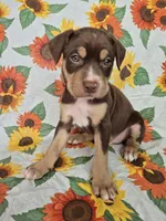 Red Collar Boy, a male Chow Chow and Labrador Retriever for sale in Polk City, FL – Photo 6 of 7