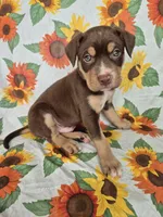 Red Collar Boy, a male Chow Chow and Labrador Retriever for sale in Polk City, FL – Photo 1 of 7