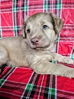 Pink Collar Girl , a female Chow Chow and Golden Retriever for sale in Polk City, FL – 2 of 7