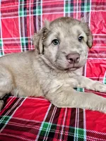 Pink Collar Girl , a female Chow Chow and Golden Retriever for sale in Polk City, FL – 4 of 7