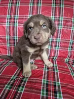 Blue Collar Boy, a male Chow Chow and Golden Retriever for sale in Polk City, FL – 2 of 10