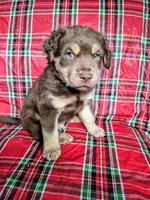 Blue Collar Boy, a male Chow Chow and Golden Retriever for sale in Polk City, FL – 3 of 10