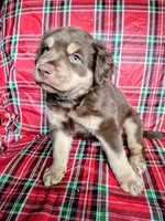 Blue Collar Boy, a male Chow Chow and Golden Retriever for sale in Polk City, FL – 9 of 10