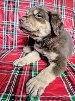 Blue Collar Boy, a male Chow Chow and Golden Retriever for sale in Polk City, FL – 4 of 10