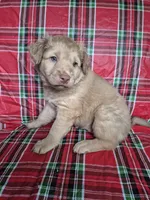 Pink Collar Girl , a female Chow Chow and Golden Retriever for sale in Polk City, FL – 5 of 7