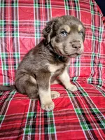 Blue Collar Boy, a male Chow Chow and Golden Retriever for sale in Polk City, FL – 7 of 10