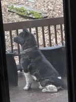 Abel, a male Akita for sale in East Stroudsburg, PA – 3 of 3