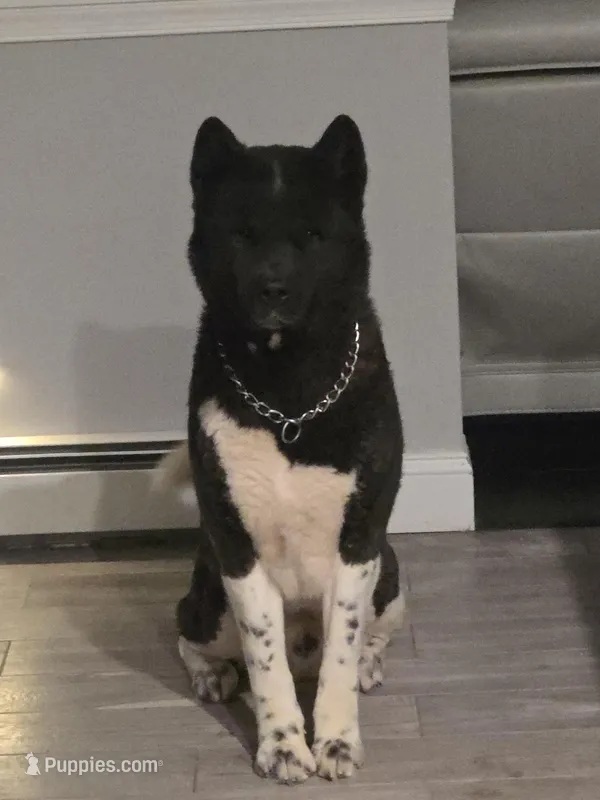 Abel – Akita puppy for sale in East Stroudsburg, PA