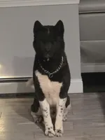 Abel, a male Akita for sale in East Stroudsburg, PA – 1 of 3