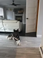 Abel, a male Akita for sale in East Stroudsburg, PA – 2 of 3