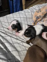 Moo- Smooth Coat Piebald, a male Miniature Dachshund for sale in San Antonio, TX – 8 of 8