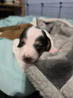Moo- Smooth Coat Piebald, a male Miniature Dachshund for sale in San Antonio, TX – 4 of 8