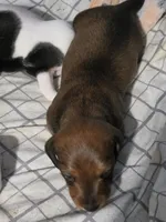 Choco, a female Miniature Dachshund for sale in San Antonio, TX – 3 of 4