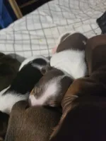 Spots- Smooth Coat Piebald, a male Miniature Dachshund for sale in San Antonio, TX – 3 of 5
