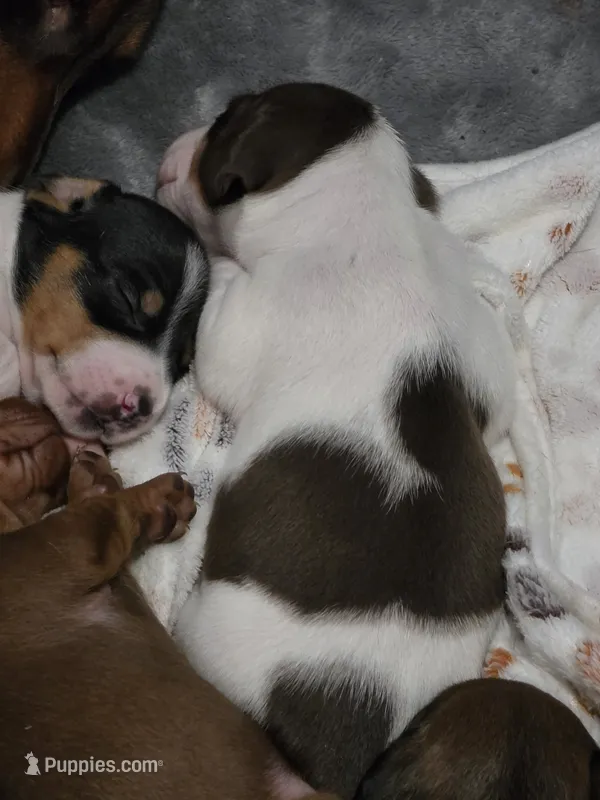 Spots – Miniature Dachshund puppy for sale in San Antonio, TX