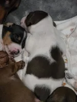 Spots, a male Miniature Dachshund for sale in San Antonio, TX – 1 of 1