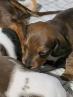 Choco, a female Miniature Dachshund for sale in San Antonio, TX – 4 of 4