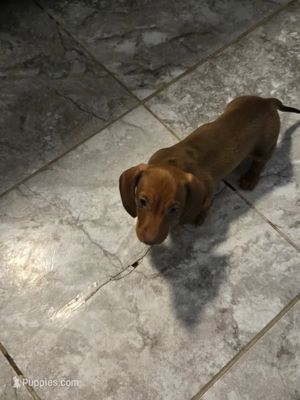Sausage (Ready to go) – Miniature Dachshund puppy for sale in San Antonio, TX