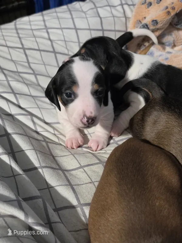Moo- Smooth Coat Piebald – Miniature Dachshund puppy for sale in San Antonio, TX