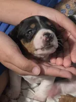 Panda, a male Miniature Dachshund for sale in San Antonio, TX – 2 of 5