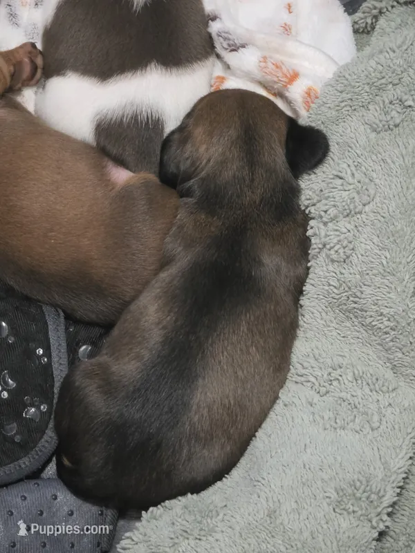 Choco – Miniature Dachshund puppy for sale in San Antonio, TX