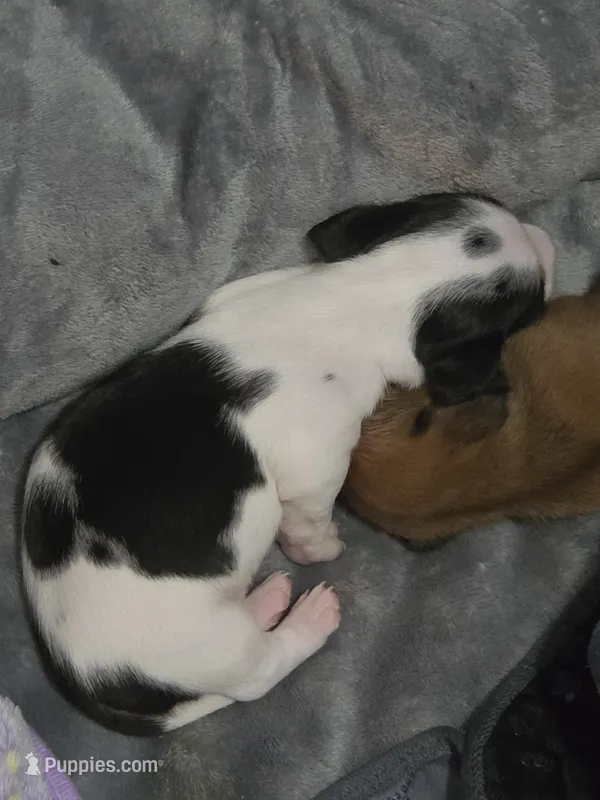 Moo, a male Miniature Dachshund for sale in San Antonio, TX – 1 of 1