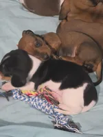 Panda, a male Miniature Dachshund for sale in San Antonio, TX – 5 of 5