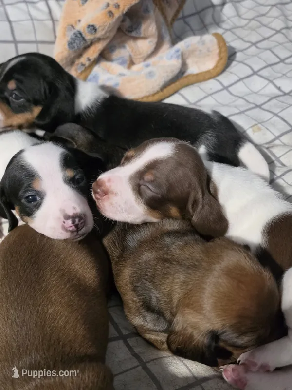Spots- Smooth Coat Piebald – Miniature Dachshund puppy for sale in San Antonio, TX